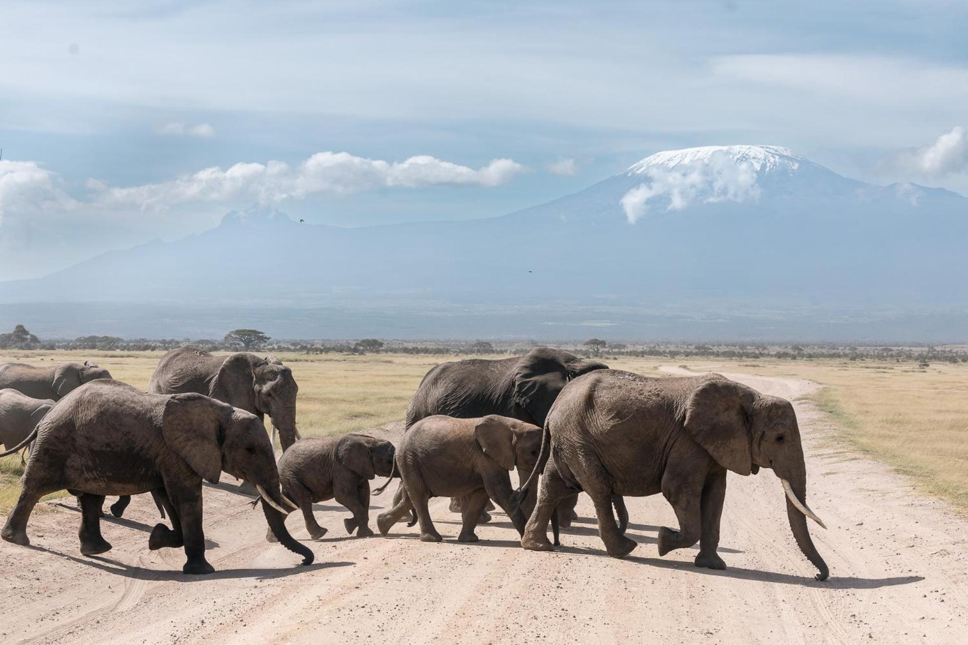 Kilimanjaro View Cabin-Amboseli Oloitokitok Chambre photo